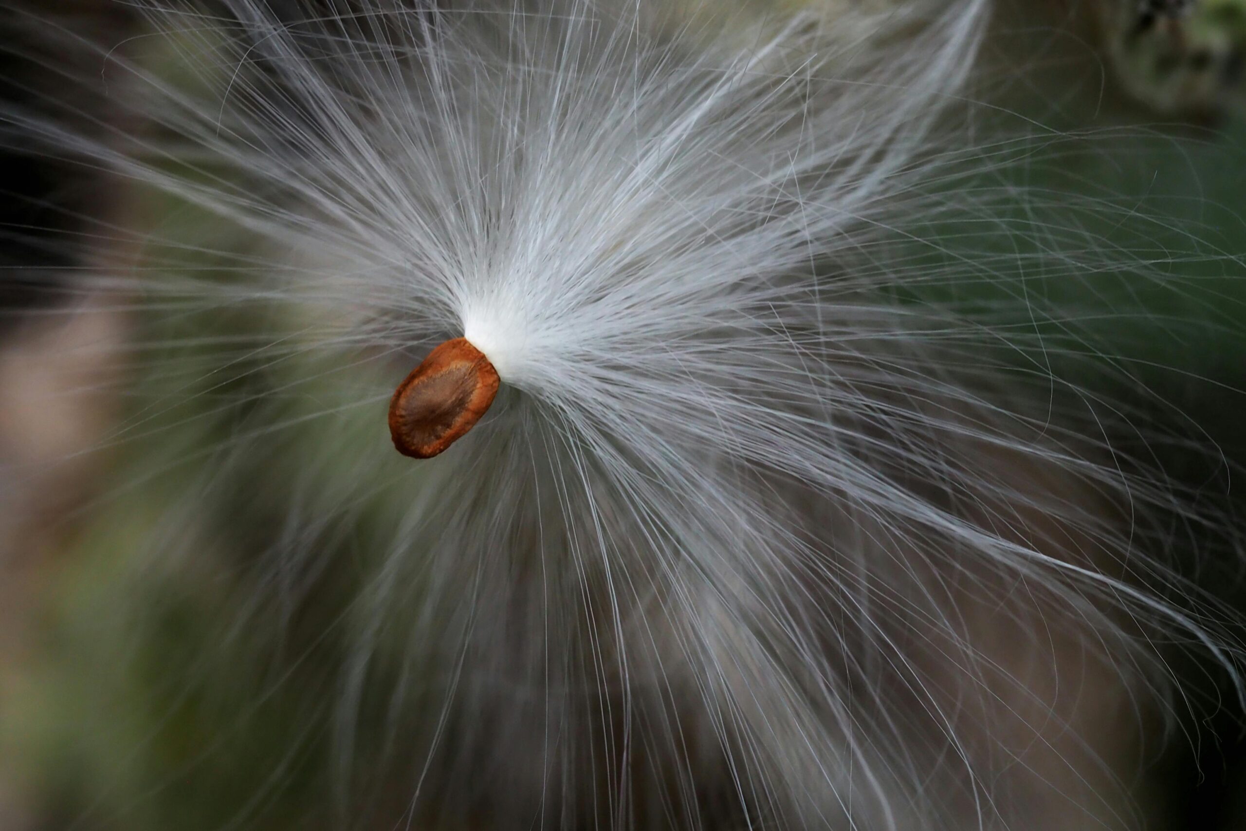 milkweed seeds
