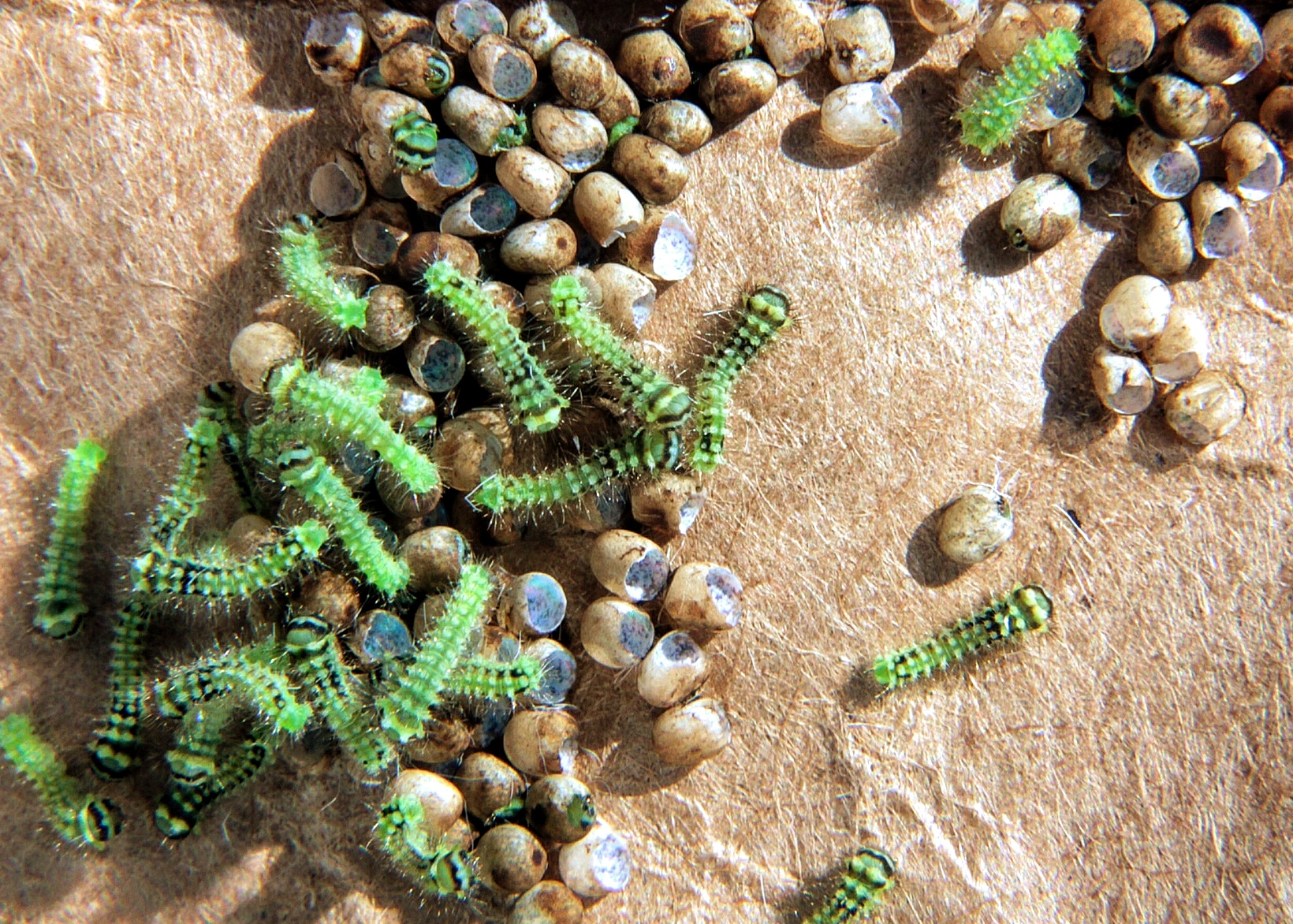 newborn caterpillars